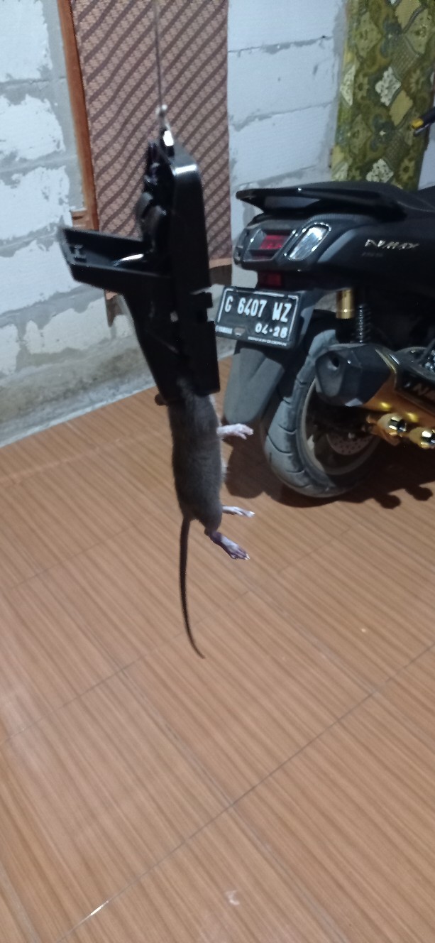 Perangkap Tikus Jebakan Tikus Mouse Trap 2 Pcs 2pcs