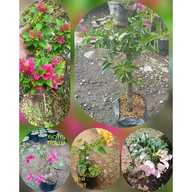 tanaman hias BUGENVIL local/ bugenvil singapur/bunga bugenvil/pohon bugenvil