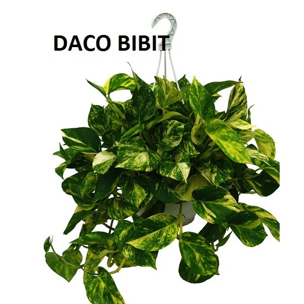 SCINDAPSUS - TANAMAN / GANTUNG / BIBIT / BUNGA