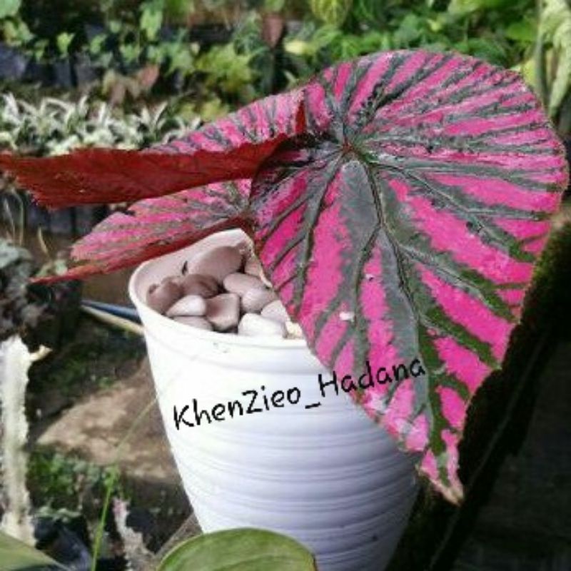 Begonia Rex Walet Brevirimosa -  Tanaman Hias