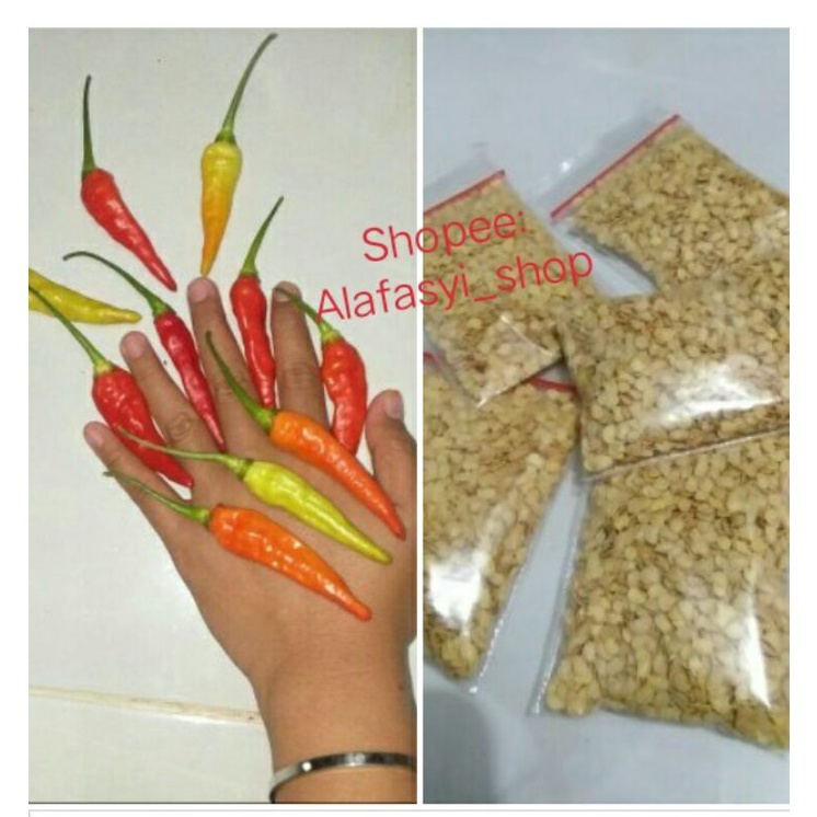 Biji Cabe Rawit JUMBO Cabe NANO Aceh 10gram/Cabe sambal Ayam Penyet/Cabe setan