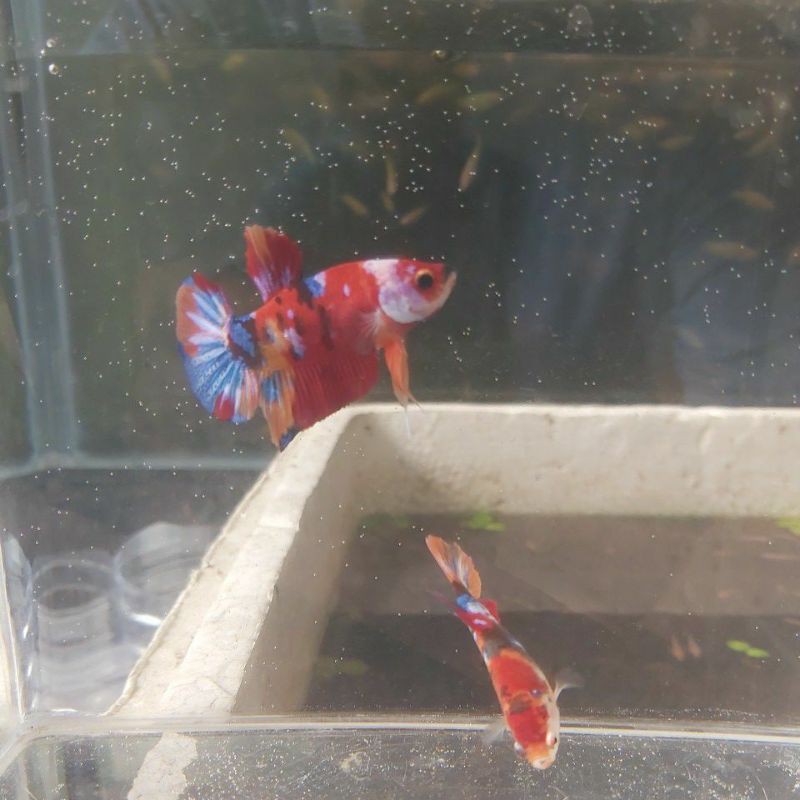 1 Pair / Pasang Cupang Nemo Galaxy Multicolor