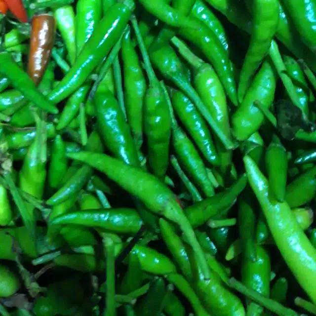 

CABE RAWIT HIJAU SEGAR