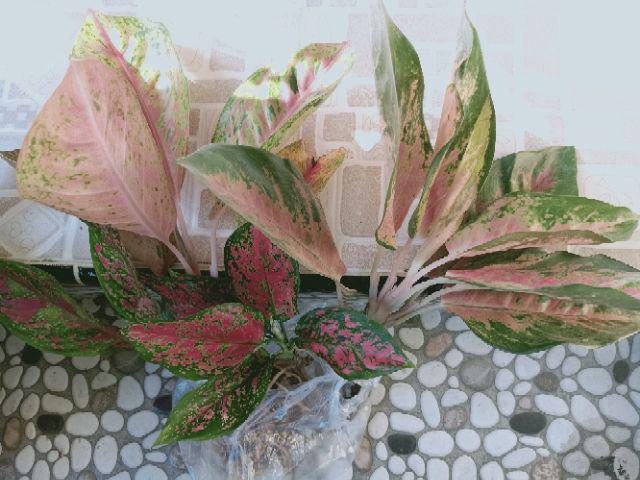 Paket 4 bunga  aglonema  dut anjemani red kochin lulaiwan 