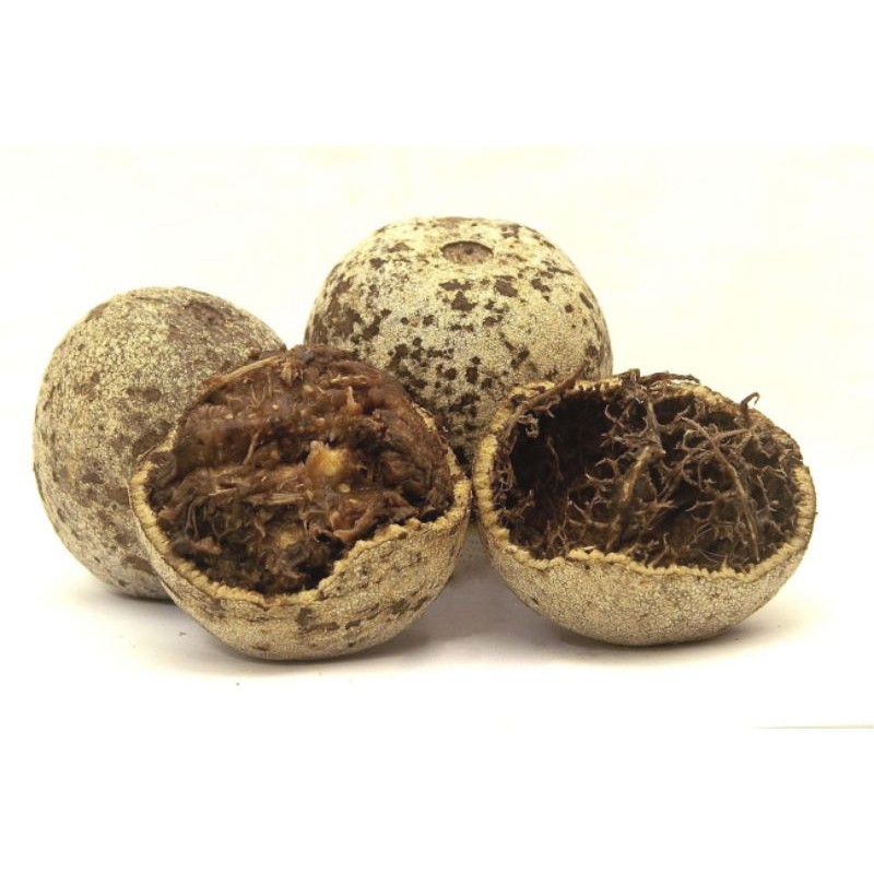 kawista batu bibit kawista batu genjah kualitas unggul