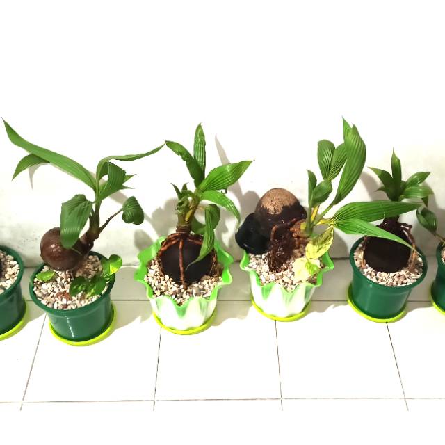 BONSAI KELAPA MURAH REAL PICT SUDAH JADI FREE POT & BATU HIAS