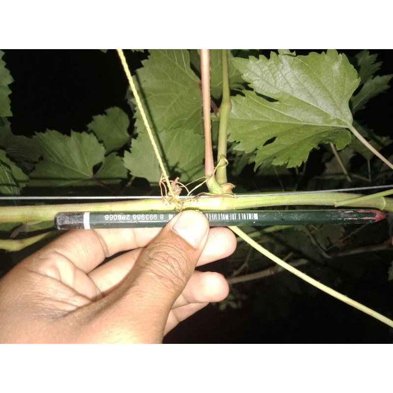 paket 50 matun entres anggur import ninel