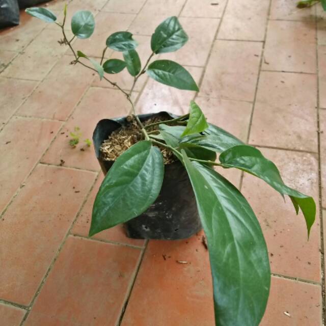 Bibit tanaman cabai jawa/pohon cabe jamu