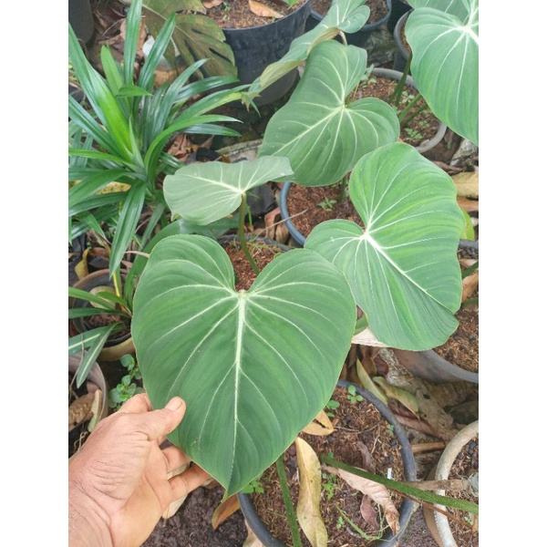 TANAMAN PHILLODENDRON GLORIOSUM 3 DAUN