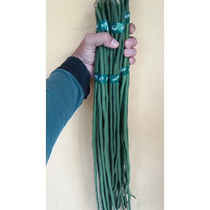 

kacang panjang