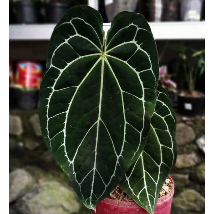 anthurium Crystallinum Medium / crystallinum Dark Form