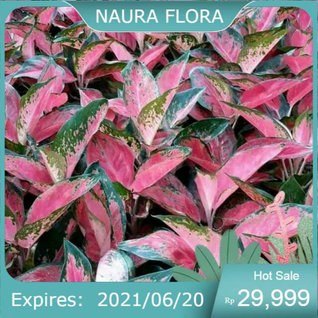 pohon aglonema kocin-aglonema Merah