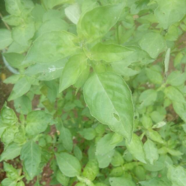 

DAUN SURAWUNG /DAUN KEMANGI