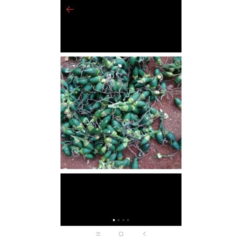 

buah pinang muda netto 1kg