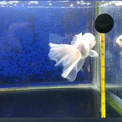 

'Marathon' Tail White Oranda 12 cm ( Lihat video agar lebih jelas )