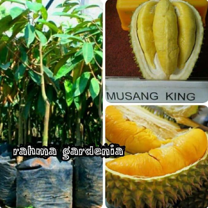 Asli Bibit Durian Musangking Asli(Terbaik) $_$