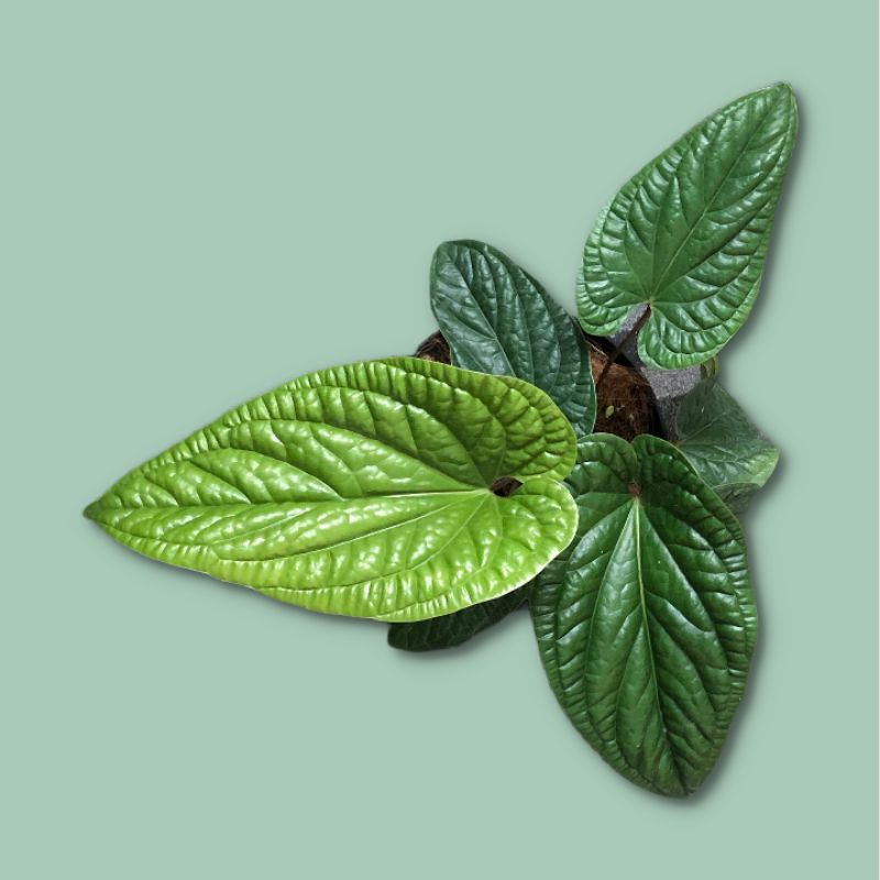 Athurium sirih - anthurium sirih racidans - anthurium sirih radicans batang merah