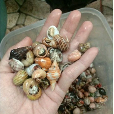 Kelomang Umang Umang Kecil 1/4Kg