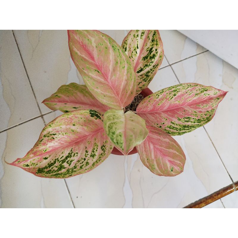 Aglonema Bidadari Mutasi Ekonomis Realpic