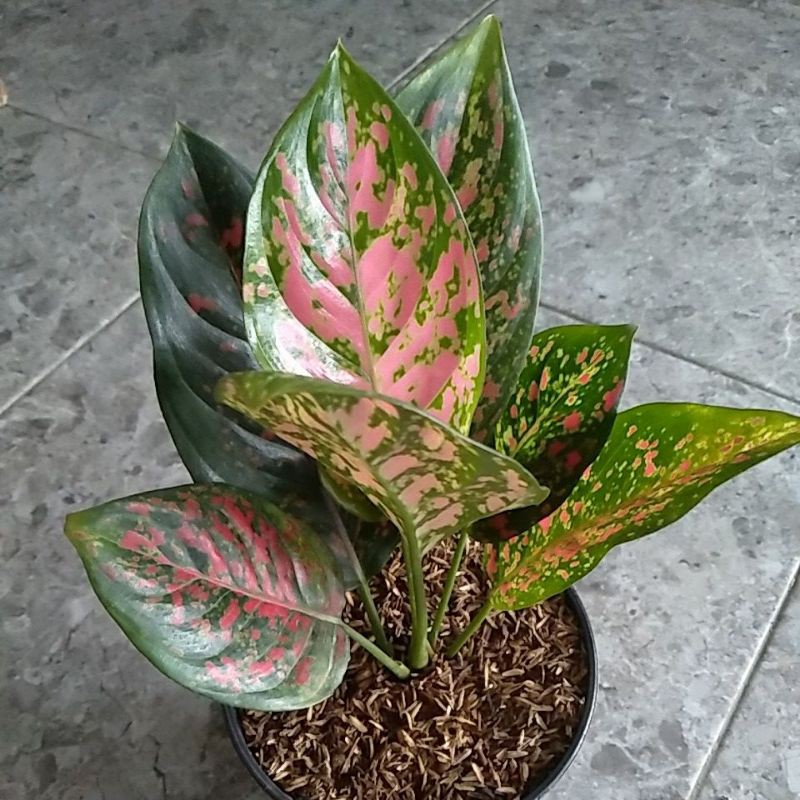 Tanaman Hias Aglonema Venus Rumpun