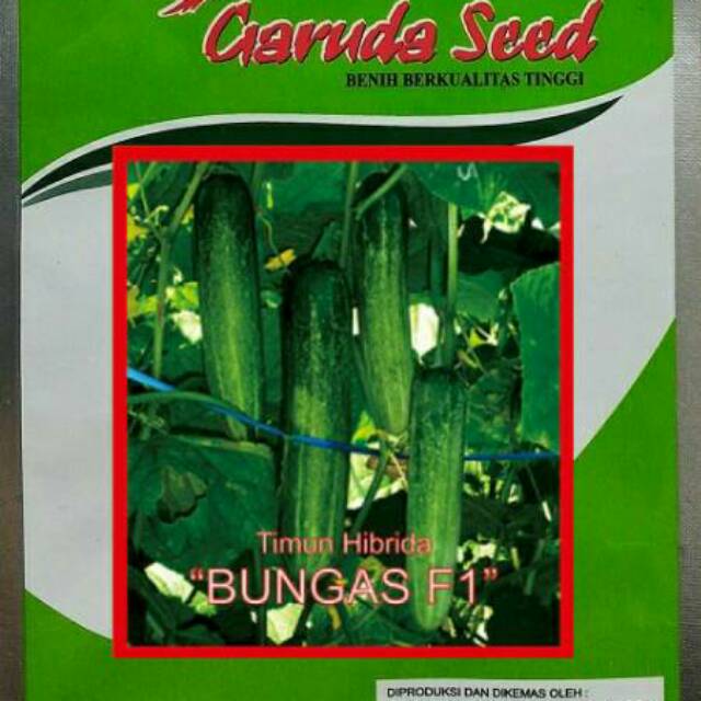 Benih Timun Hijau FI  BUNGAS / Bibit timun / Biji timun / Timun hijau / Benih sayuran