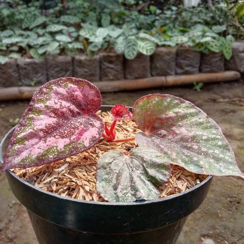 Begonia Tanaman Hias Rex Keong Silver Karpet Bunga Bibit Begonia Polkadot Murah Sp Tapak Macan Merah