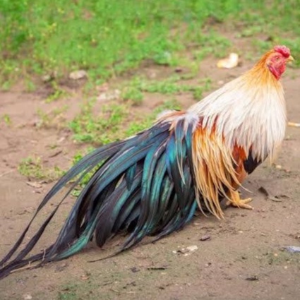 

TELUR AYAM HIAS GA TRE THAN CHAU FERTIL ASLI UNTUK TERNAK