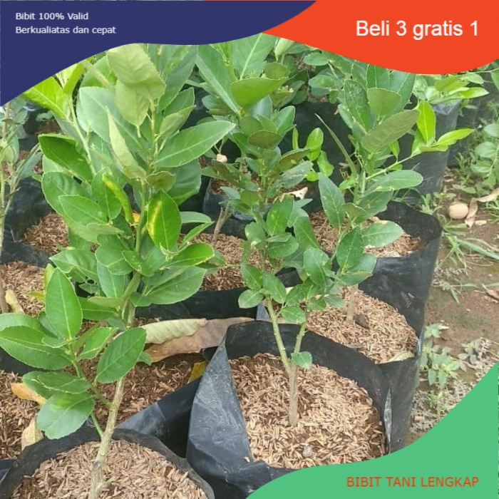 Bibit Tanaman Buah Lemon Import Australia