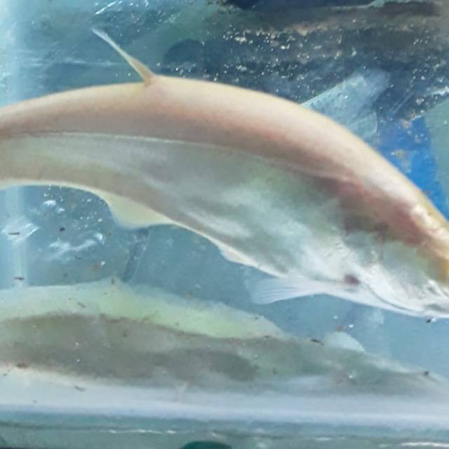 Ikan belida albino  9/10 cm
