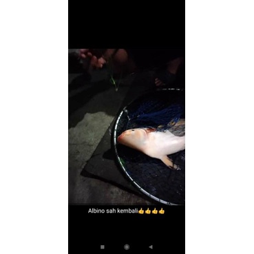 ESSEN IKAN MAS ESSENCE IKAN MAS UMPAN IKAN MAS JEDUD AKC