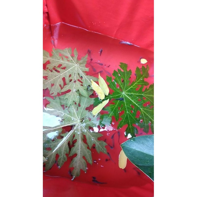 bibit lele ukuran 7-8 CM