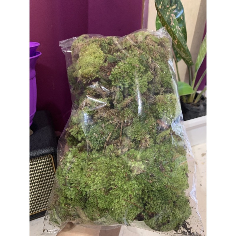 Lumut Hutan (forest moss) Lumut Hidup Untuk Media Tanam | Media Tanam Spagnum Moss | Media Tanam Mos