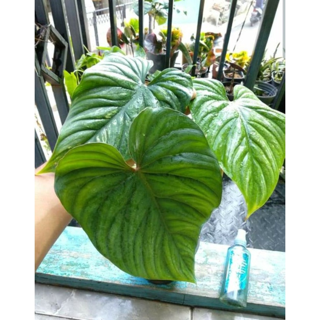 plowmani jumbo