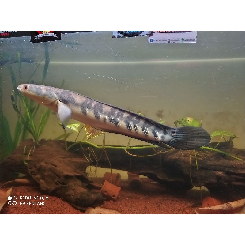 channa maru yellow sentarum 15-16cm  bar simet grade A (sortiran keras)