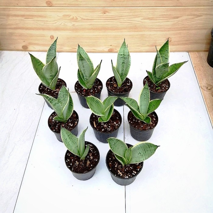 Tanaman hias sansivera mini silver - sansevera silver - lidah mertua