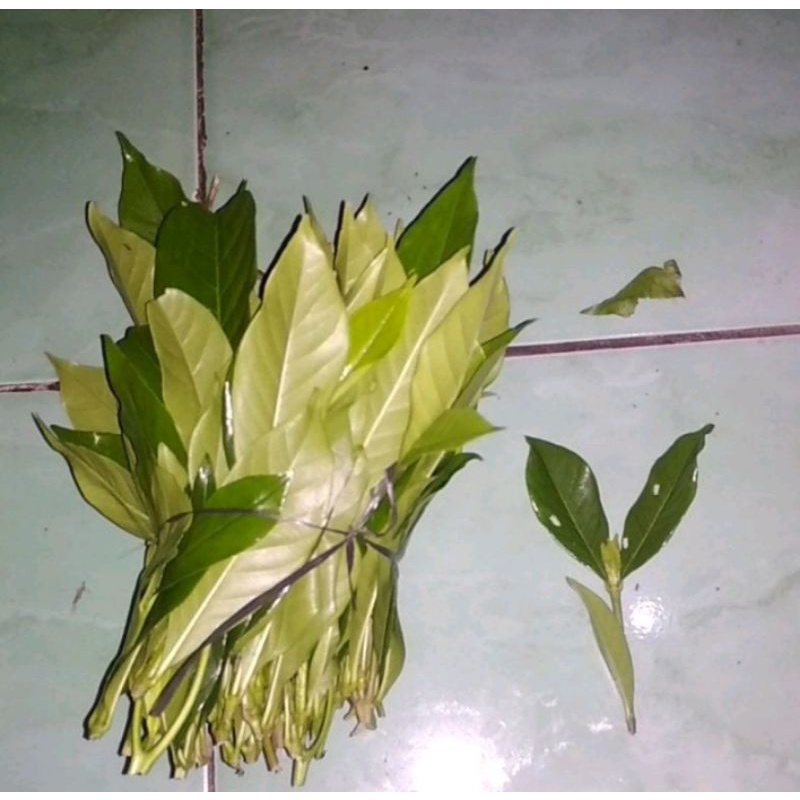 

Daun cepiring cempiring kaca piring segar 200gram