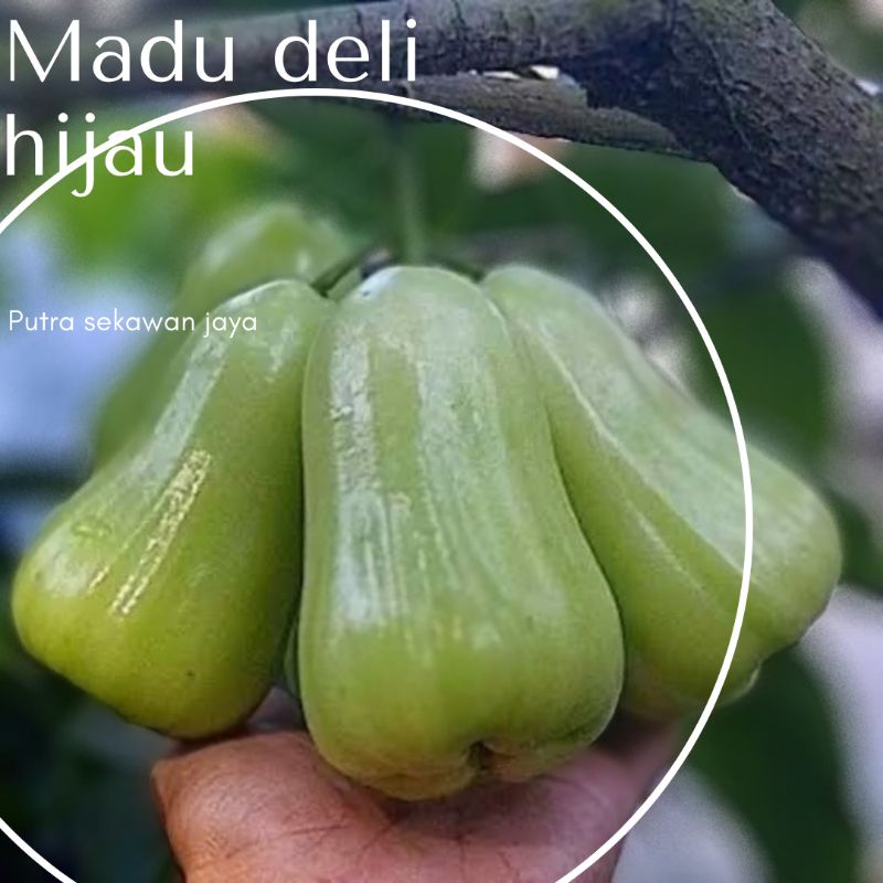 Bibit jambu air madu deli hijau super manis