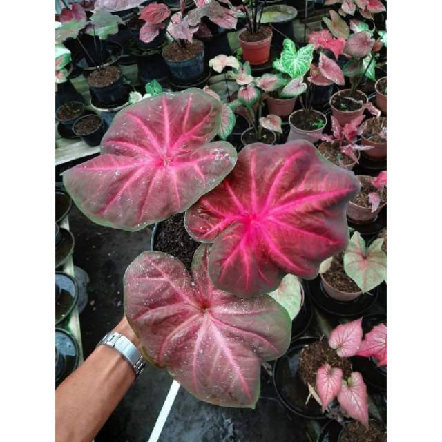 Pathalung Caladium Keladi Kaladi Caladium Import Thailand Talas Lompong Tanaman Hias Bunga Shopee Indonesia