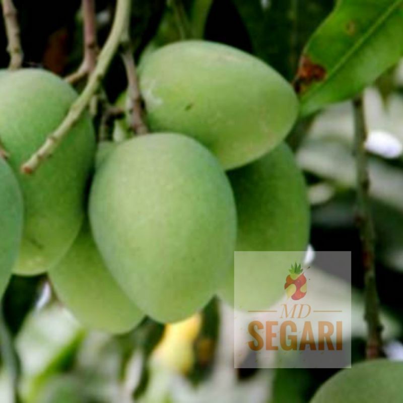 

Buah mangga muda fresh/ Mangga rujak berat 1 kg