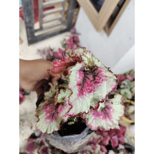 Begonia Keong Treecolour