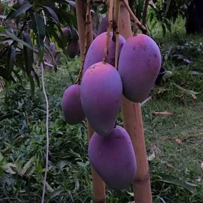 idle Bibit Mangga Irwin Tanaman Buah Mangga Irwin Erwin Mangga Ungu