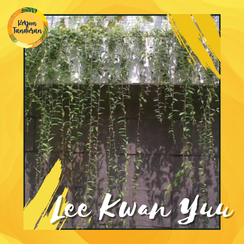 Tanaman Hias Merambat Lee Kwan Yew/Vernonia Elliptica/Curtain Creeper Berkualitas