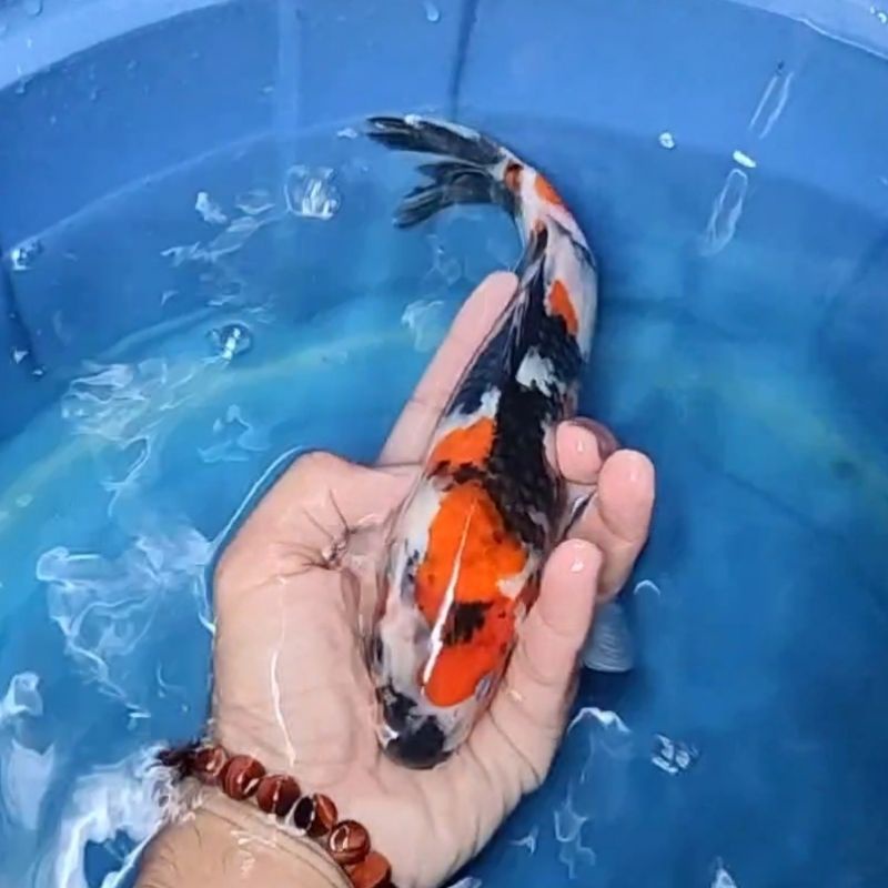 Ikan Koi F1 / Dari Indukan Import / Rumah Koi Jakarta / kode 0022