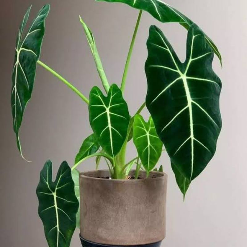 Alocasia/keladi Neon / bludru