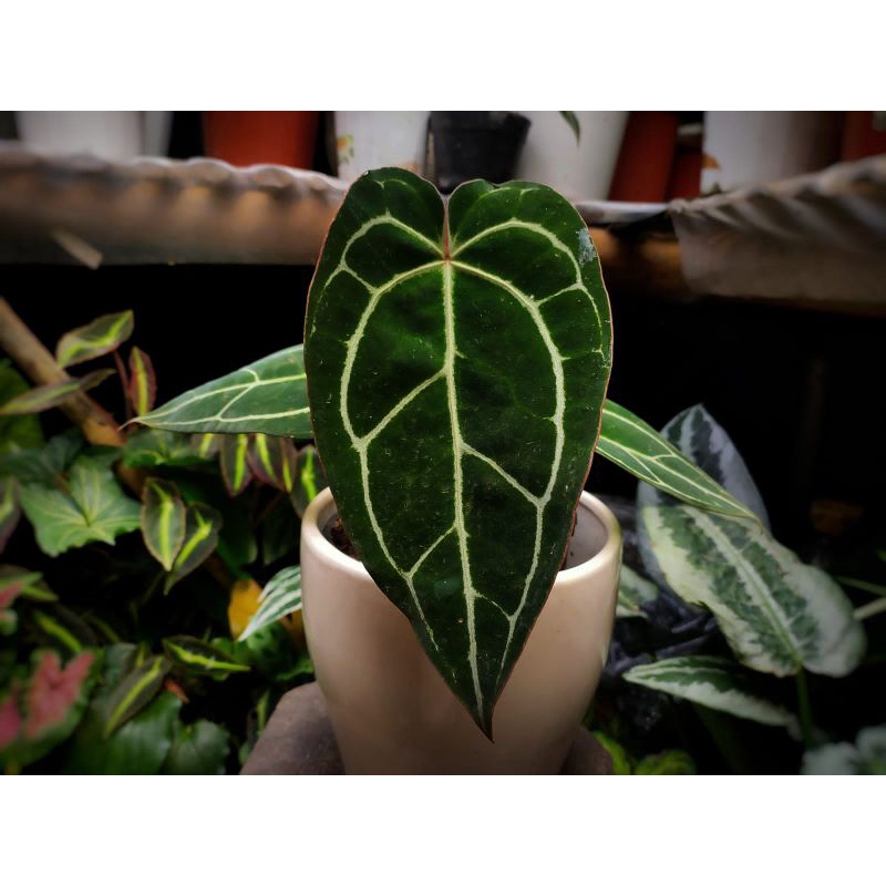 Anthurium black cristal x red/Tanaman kuping gajah