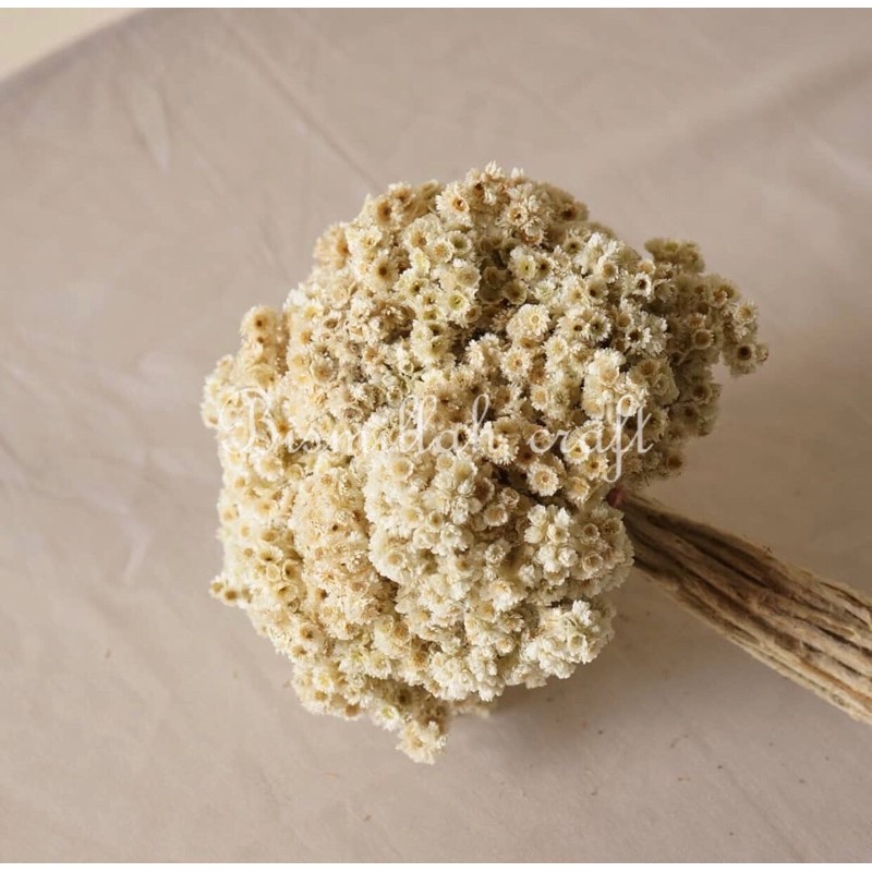 BUNGA BEDELWEIS BUDIDAYA BESAR KERING buket bun bunga mahar bunga kapas dekorasi pakis pampas kering