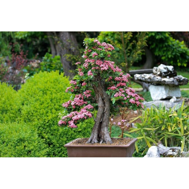 BAHAN BONSAI LANTANA CAMARA REAL BUNGA PINK PROSFEK