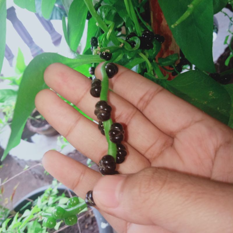 Jual Buah Angkung segar, biji tanaman herbal, 60 biji + bonus Indonesia