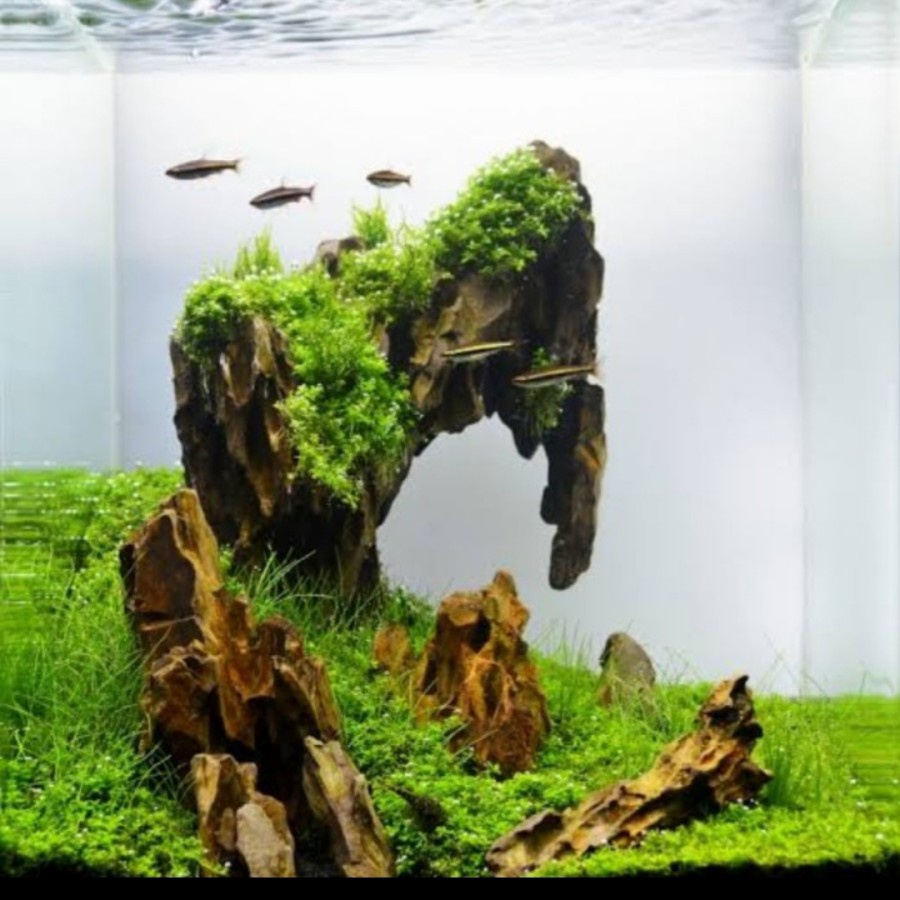 Kayu Rentek 30-40 Cm Dekorasi Hardscape Wood Hias Hiasan Aquarium Aquascape
