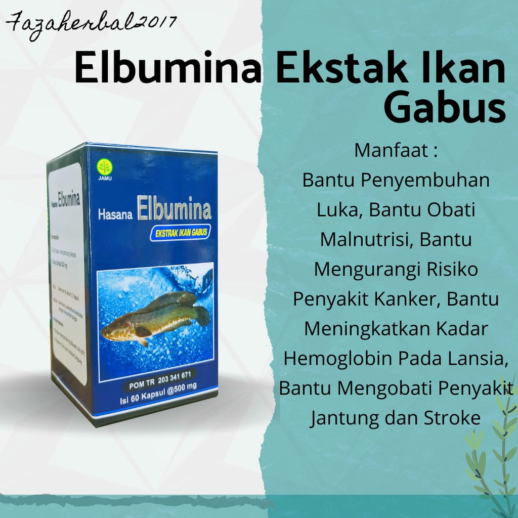 Kapsul Ekstrak Ikan Gabus Elbumina